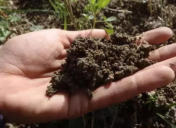 EM堆肥可以解决土壤质量下降方面的难题