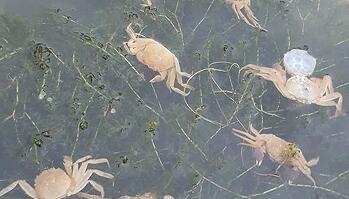 EM菌种公司阐述河蟹死亡的原因和对策