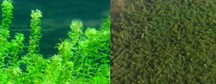 EM菌种研发公司介绍伊乐藻在河蟹和小龙虾养殖中具有的作用